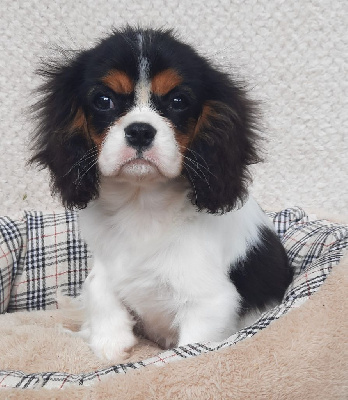 D'ysatis - Cavalier King Charles Spaniel - Portée née le 01/03/2024