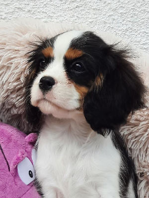 D'ysatis - Cavalier King Charles Spaniel - Portée née le 24/06/2024