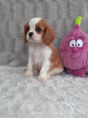 D'ysatis - Cavalier King Charles Spaniel - Portée née le 24/06/2024