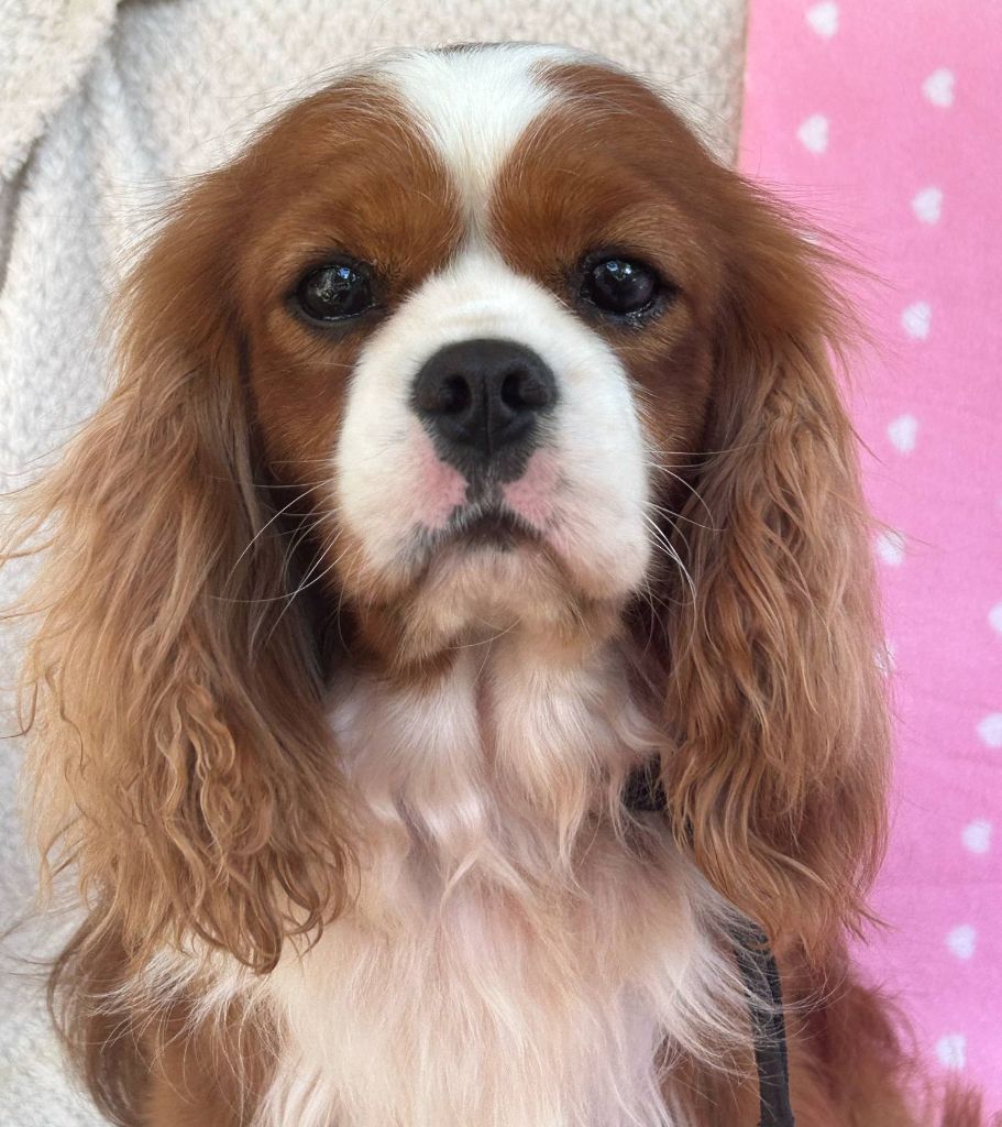 Skywalker di cavalier royale