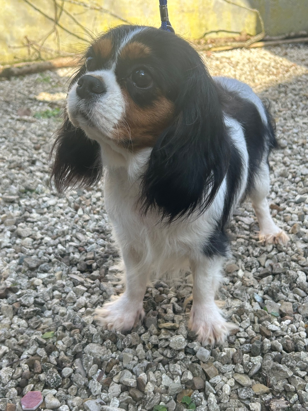 Tessa cherche un canapé