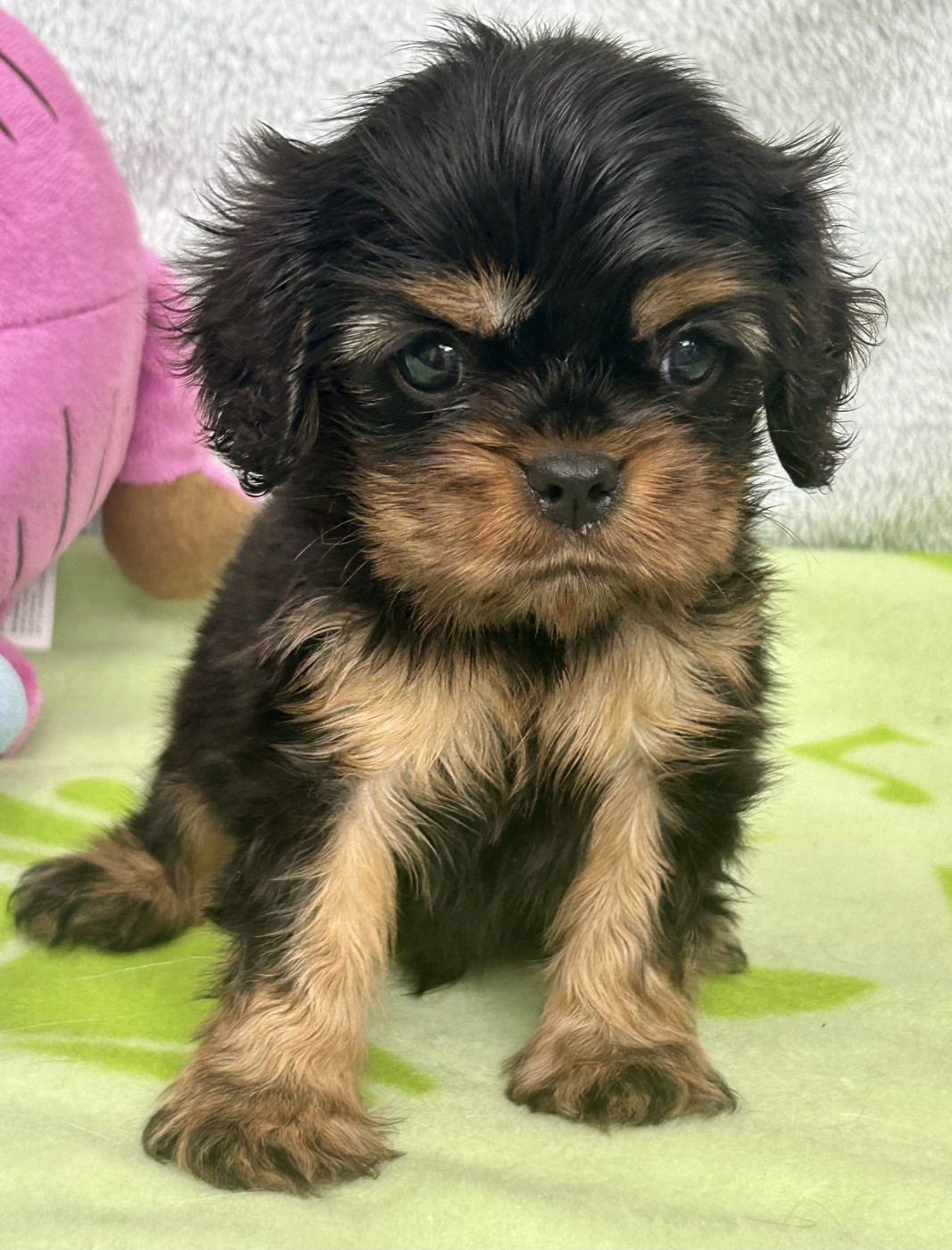 D'ysatis - Chiots disponibles - Cavalier King Charles Spaniel