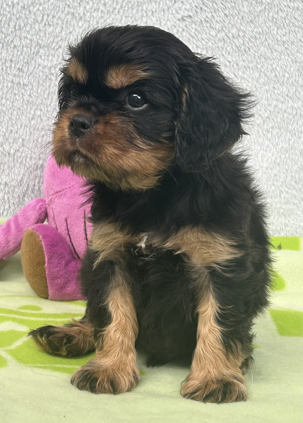 D'ysatis - Chiots disponibles - Cavalier King Charles Spaniel