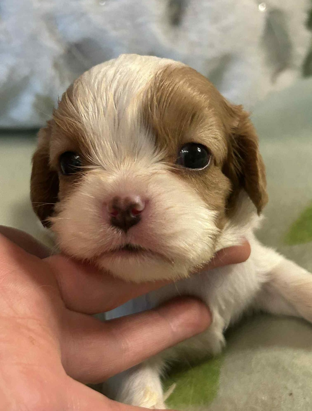 D'ysatis - Chiots disponibles - Cavalier King Charles Spaniel