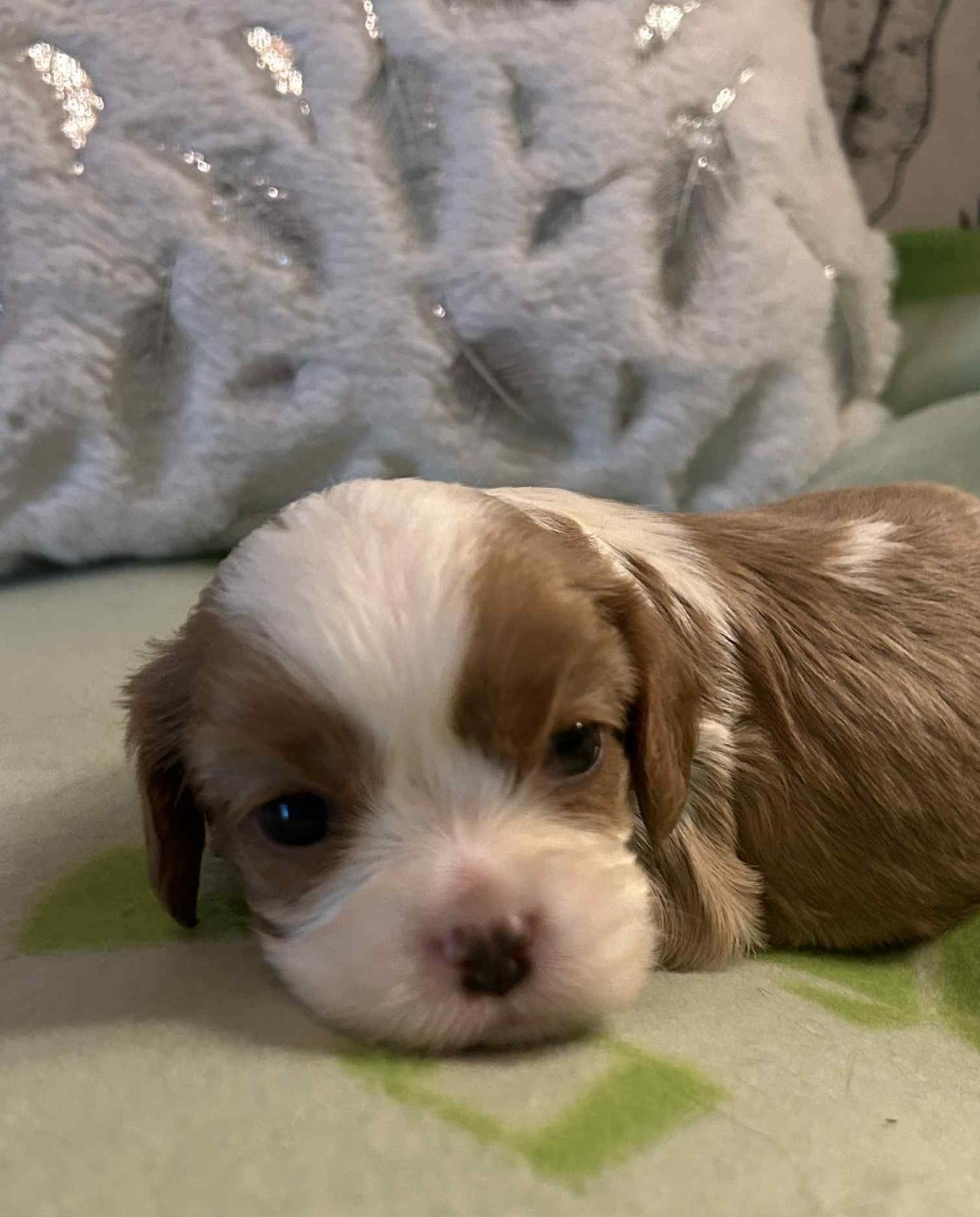D'ysatis - Chiots disponibles - Cavalier King Charles Spaniel