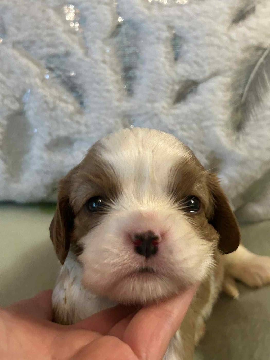 D'ysatis - Chiots disponibles - Cavalier King Charles Spaniel