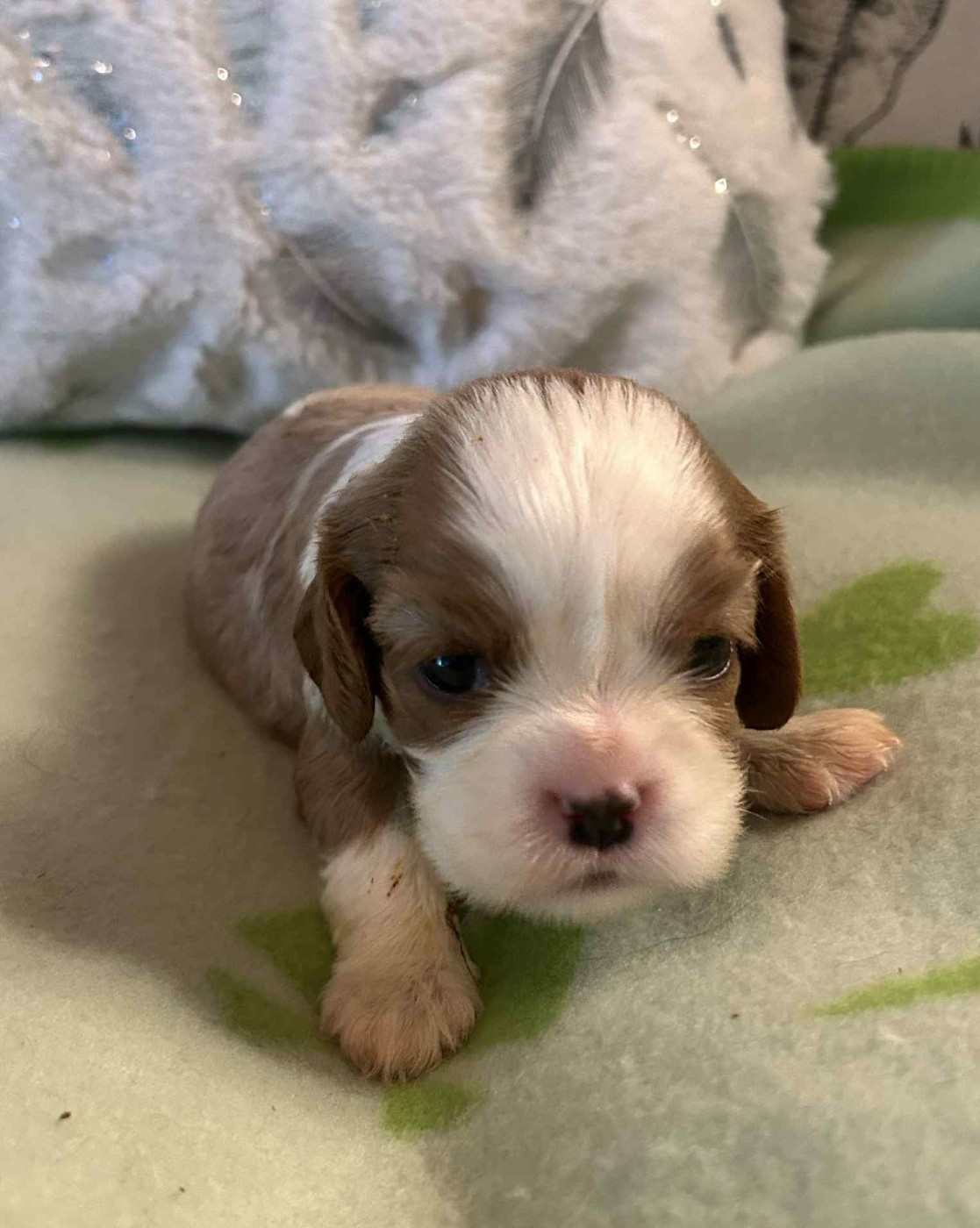 D'ysatis - Chiots disponibles - Cavalier King Charles Spaniel
