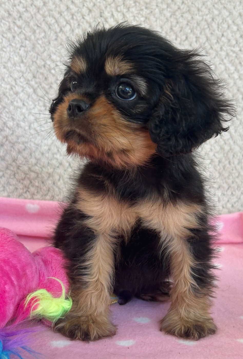 D'ysatis - Chiots disponibles - Cavalier King Charles Spaniel
