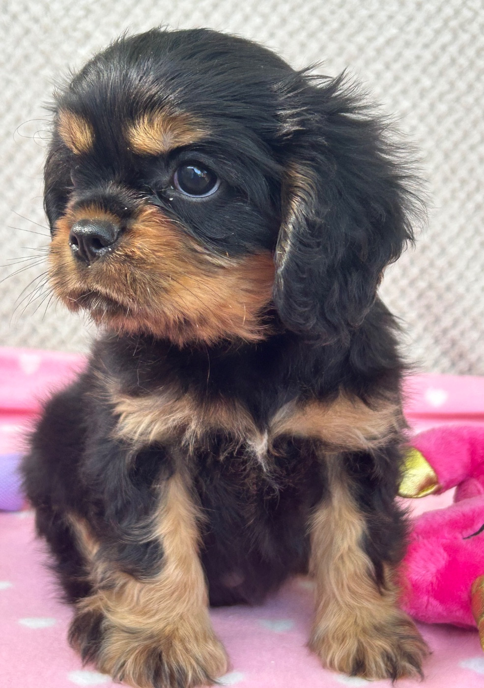D'ysatis - Chiots disponibles - Cavalier King Charles Spaniel