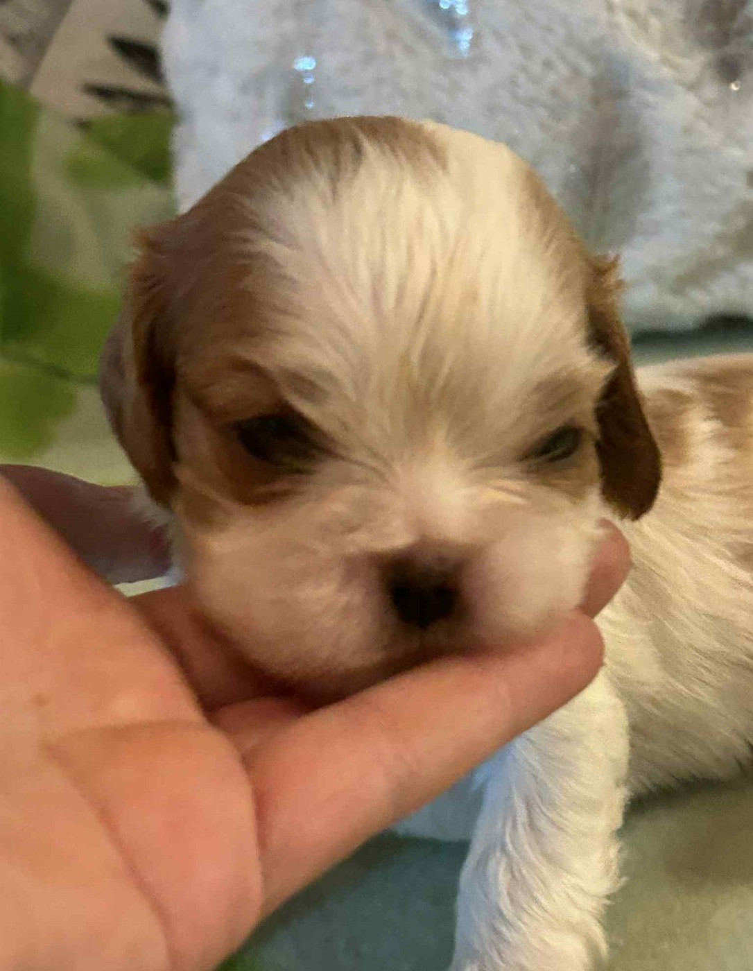 D'ysatis - Chiots disponibles - Cavalier King Charles Spaniel