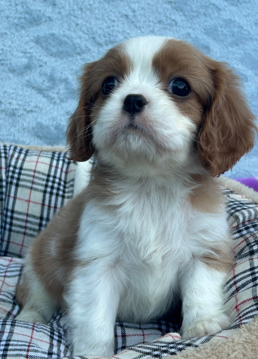 D'ysatis - Chiots disponibles - Cavalier King Charles Spaniel