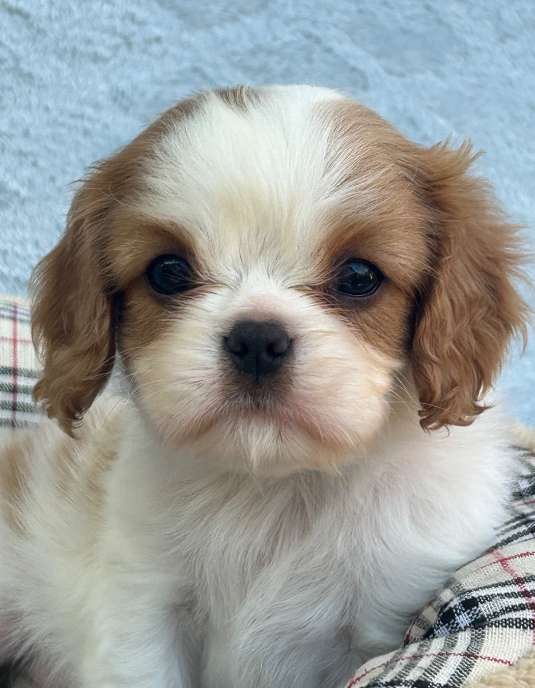 D'ysatis - Chiots disponibles - Cavalier King Charles Spaniel