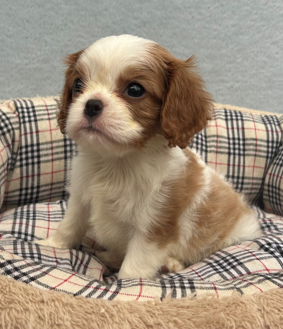 D'ysatis - Chiots disponibles - Cavalier King Charles Spaniel