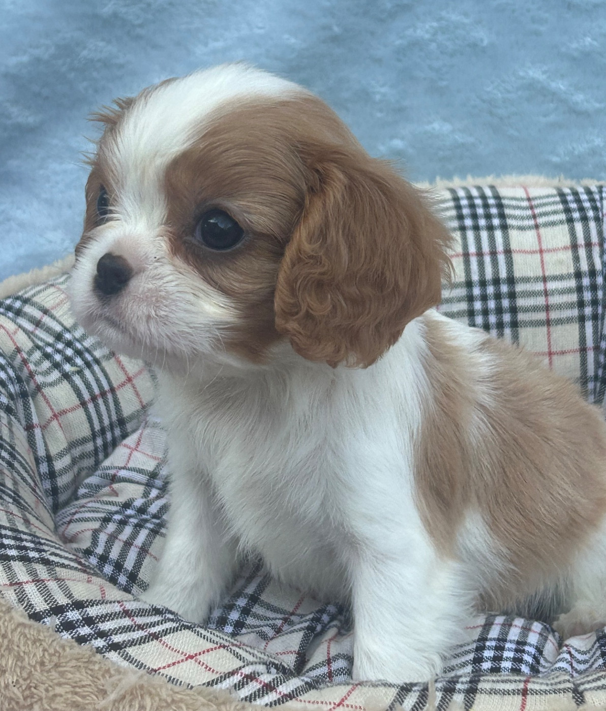 D'ysatis - Chiots disponibles - Cavalier King Charles Spaniel
