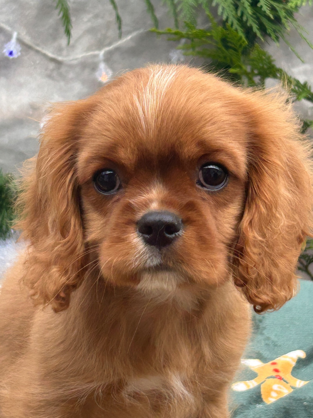 D'ysatis - Chiots disponibles - Cavalier King Charles Spaniel