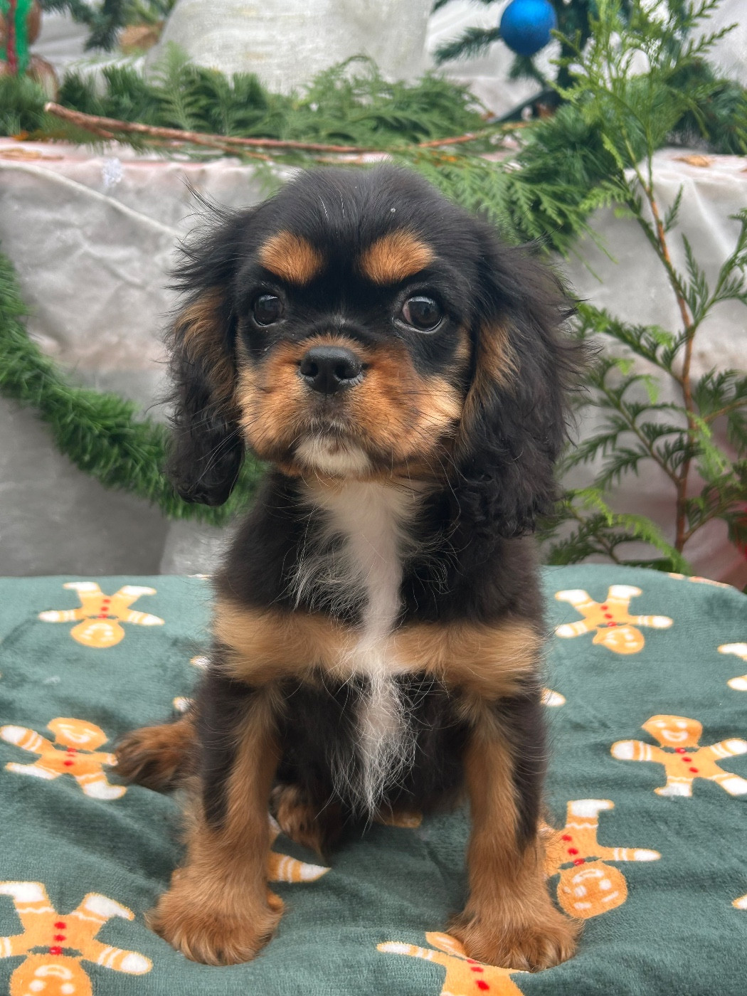 D'ysatis - Chiots disponibles - Cavalier King Charles Spaniel
