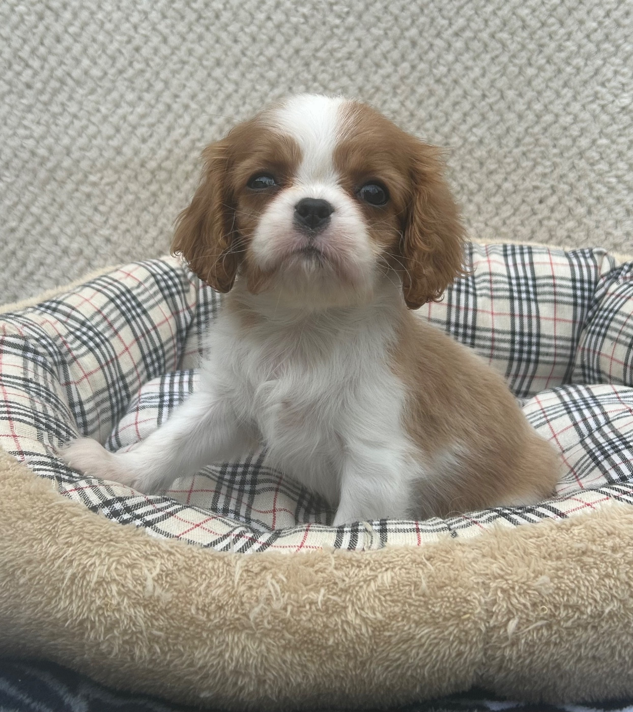 D'ysatis - Chiots disponibles - Cavalier King Charles Spaniel
