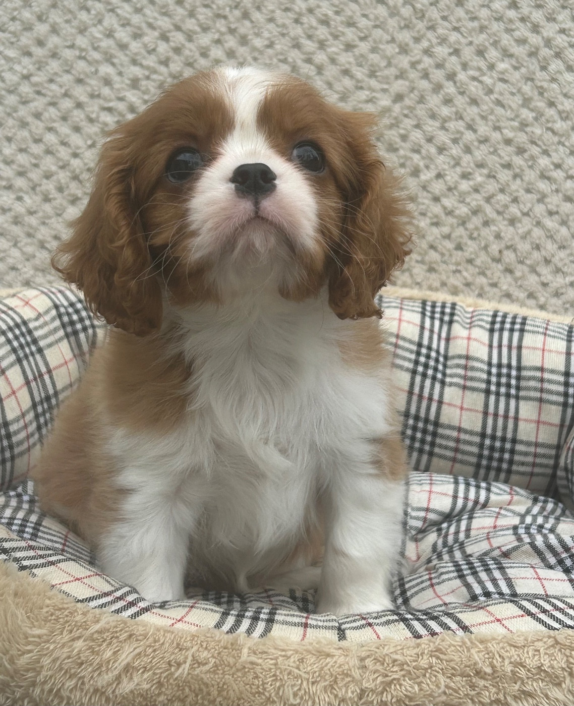 D'ysatis - Chiots disponibles - Cavalier King Charles Spaniel
