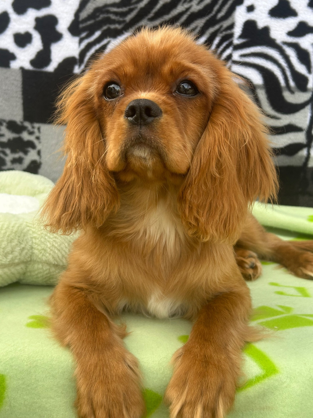 D'ysatis - Chiots disponibles - Cavalier King Charles Spaniel