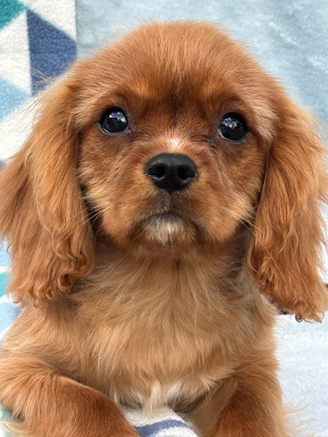 D'ysatis - Chiots disponibles - Cavalier King Charles Spaniel