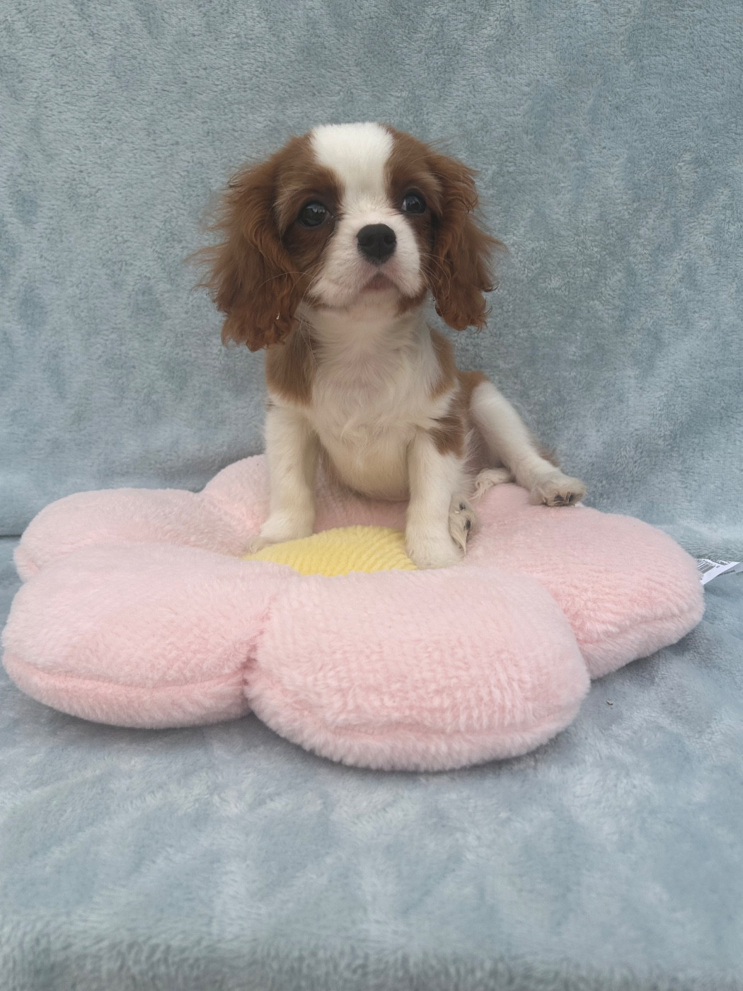 D'ysatis - Chiots disponibles - Cavalier King Charles Spaniel