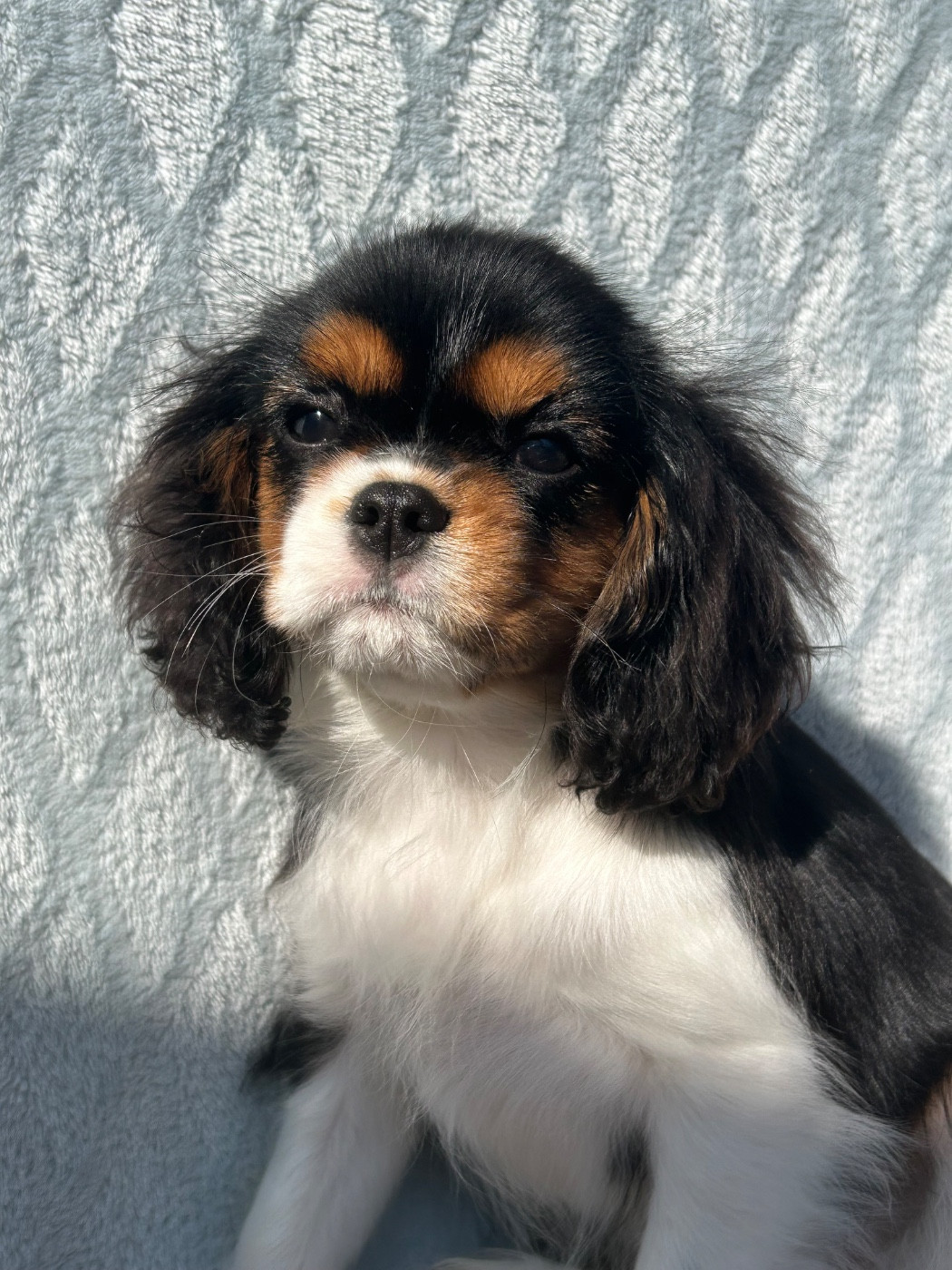 D'ysatis - Chiots disponibles - Cavalier King Charles Spaniel