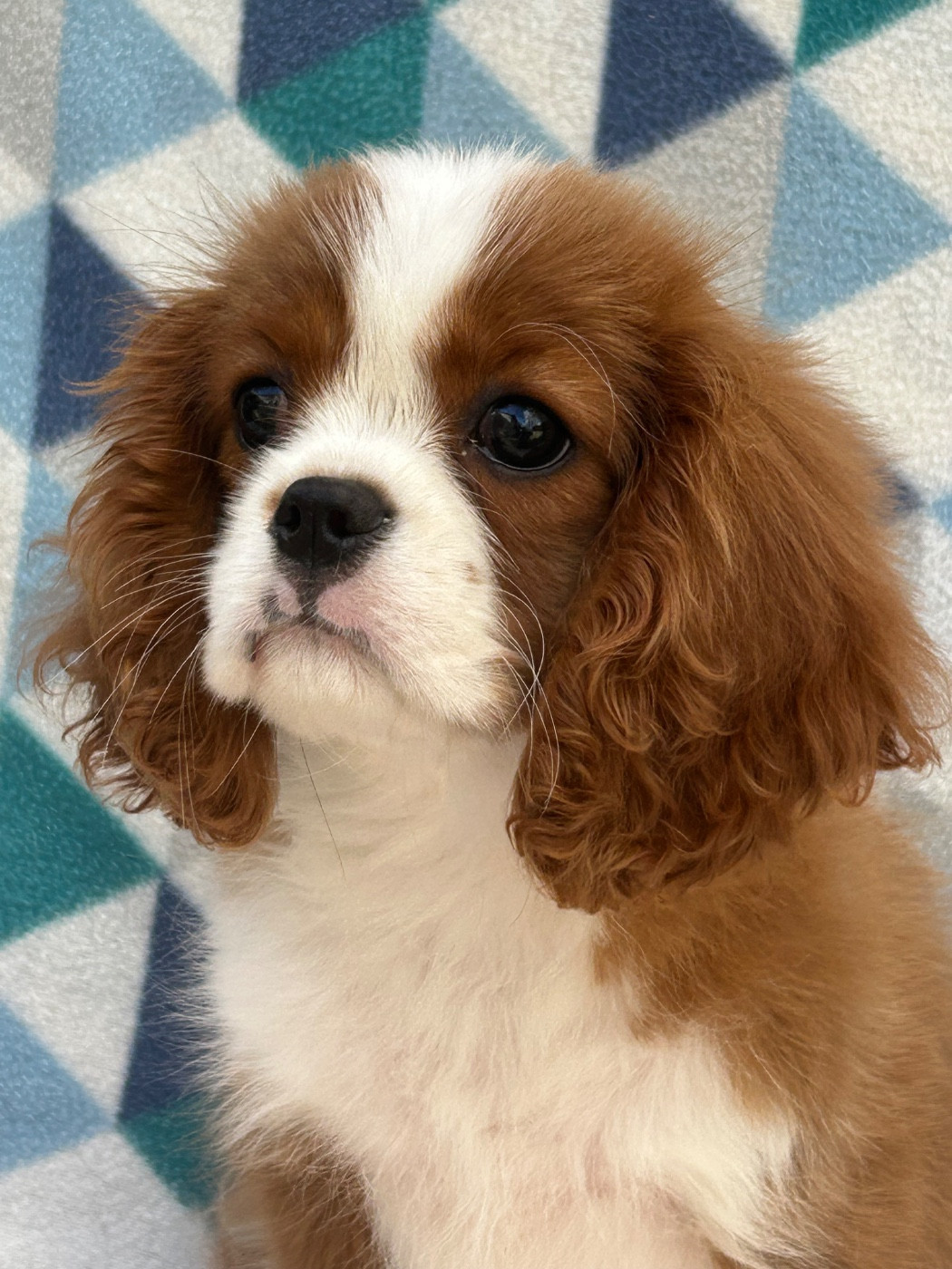 D'ysatis - Chiots disponibles - Cavalier King Charles Spaniel