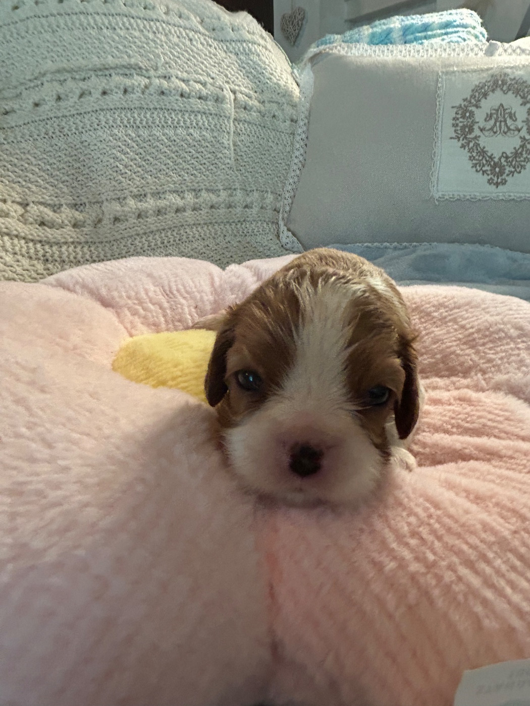 D'ysatis - Chiots disponibles - Cavalier King Charles Spaniel