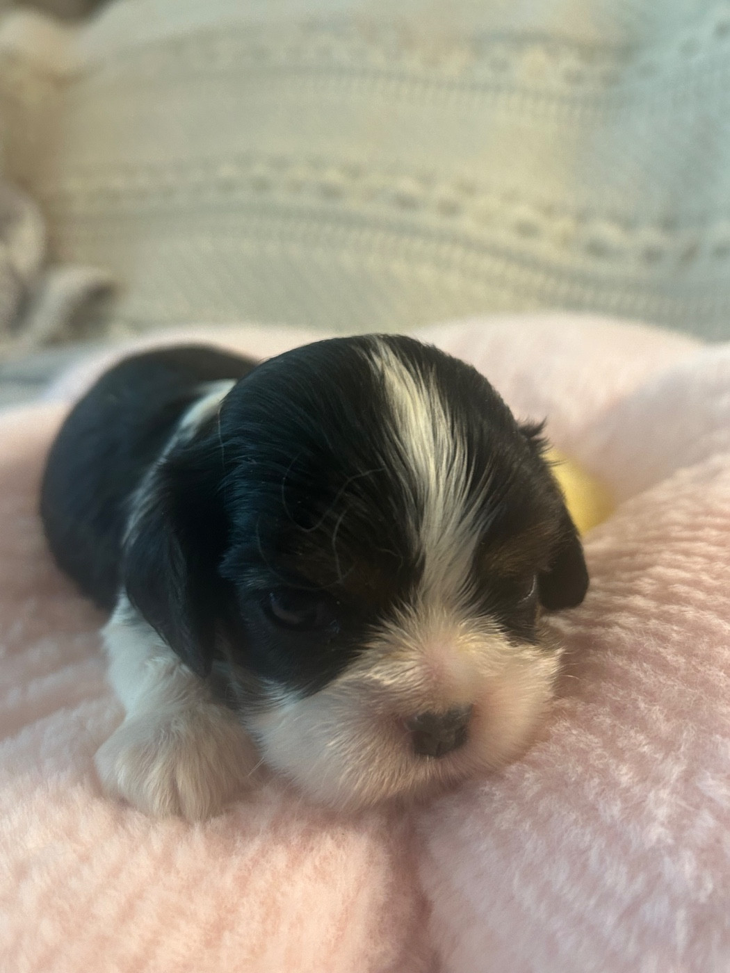 D'ysatis - Chiots disponibles - Cavalier King Charles Spaniel