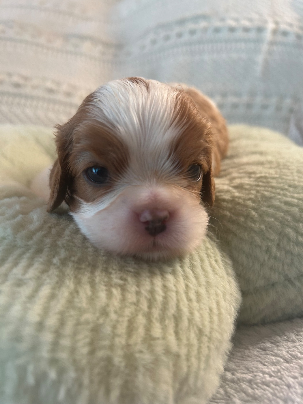 D'ysatis - Chiots disponibles - Cavalier King Charles Spaniel