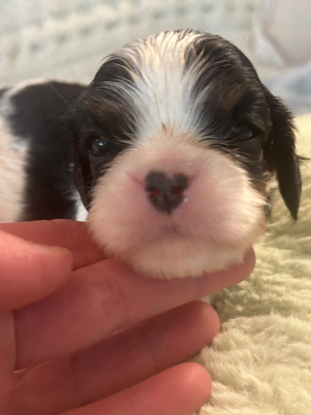 D'ysatis - Chiots disponibles - Cavalier King Charles Spaniel