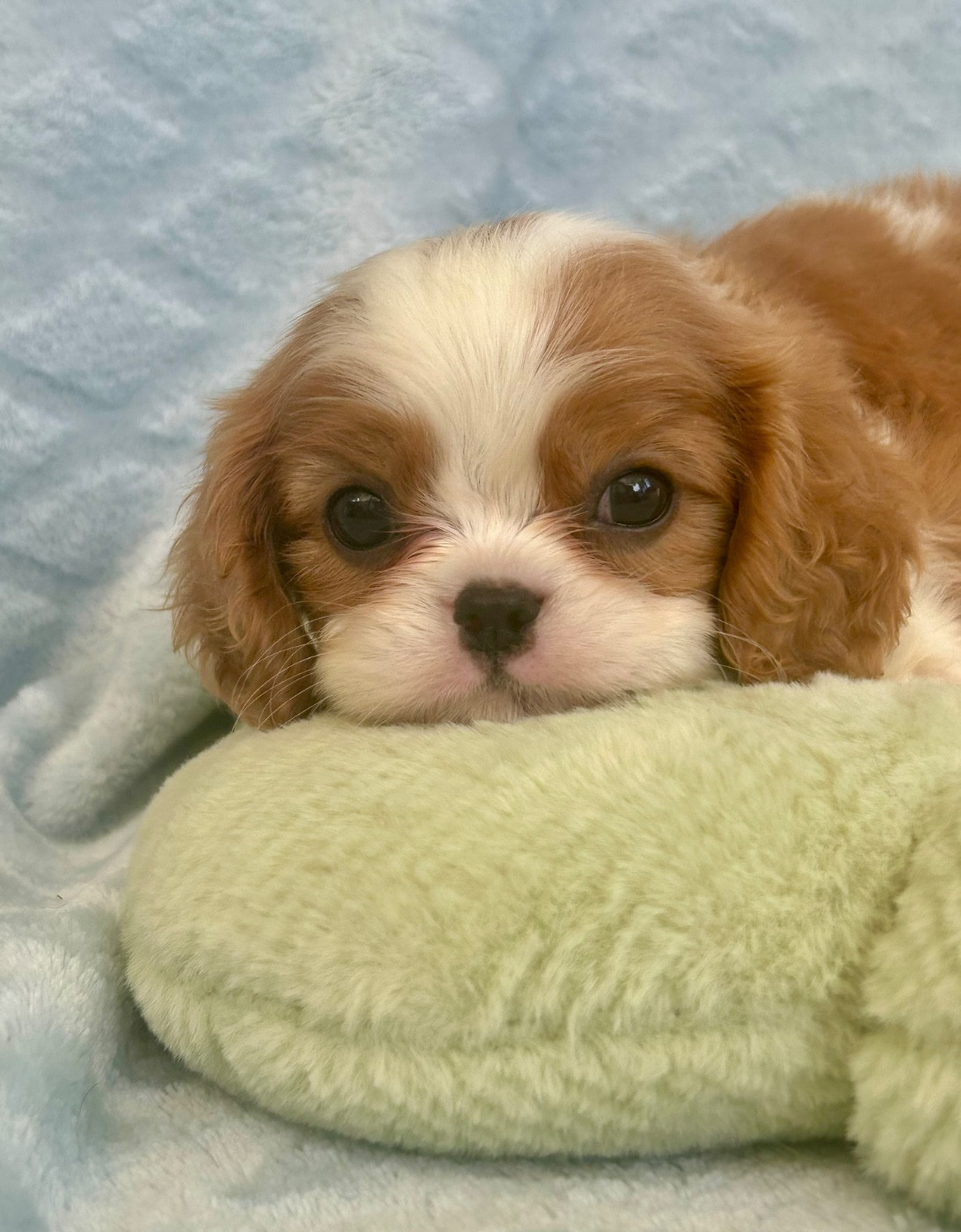 D'ysatis - Chiots disponibles - Cavalier King Charles Spaniel