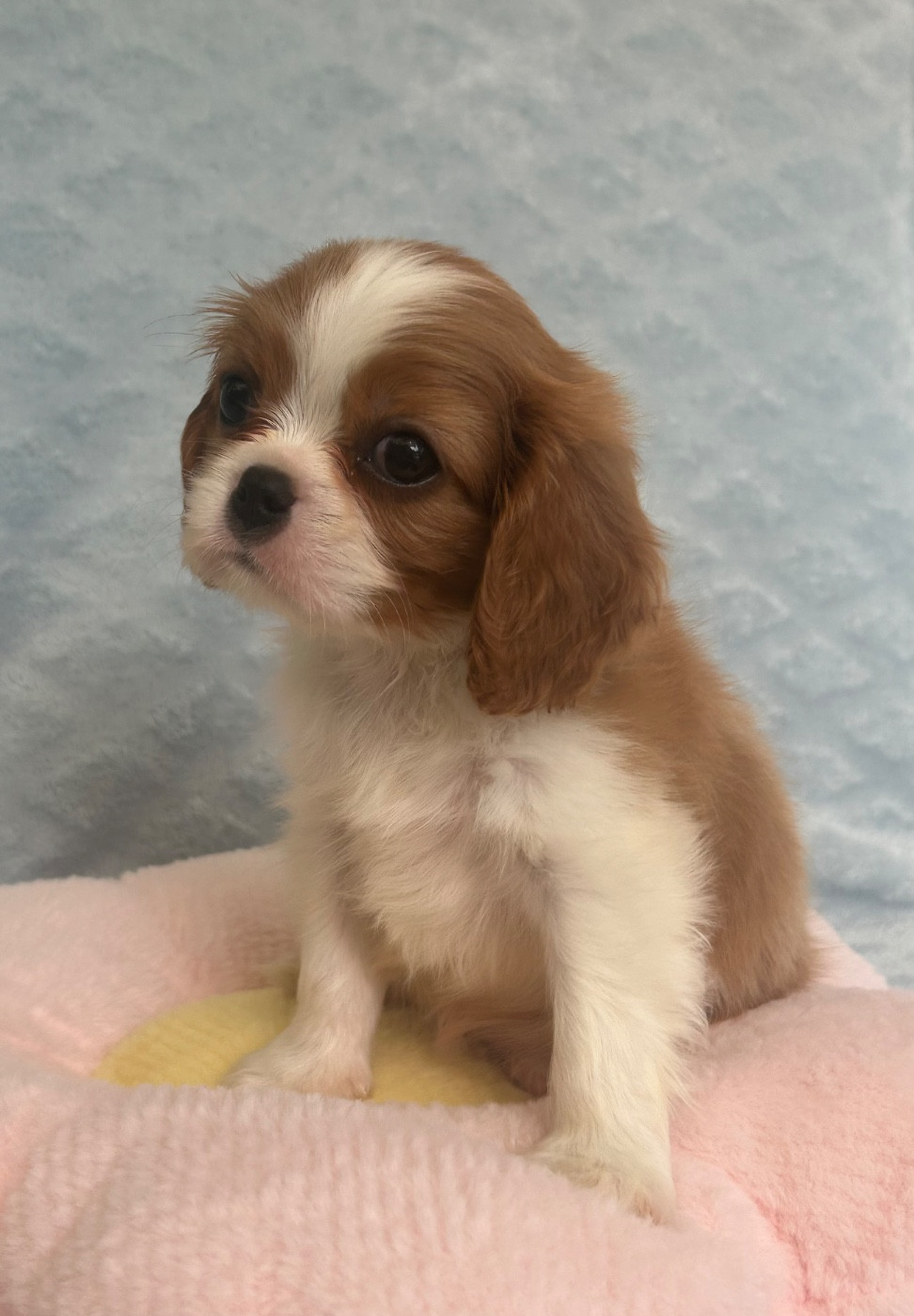 D'ysatis - Chiots disponibles - Cavalier King Charles Spaniel