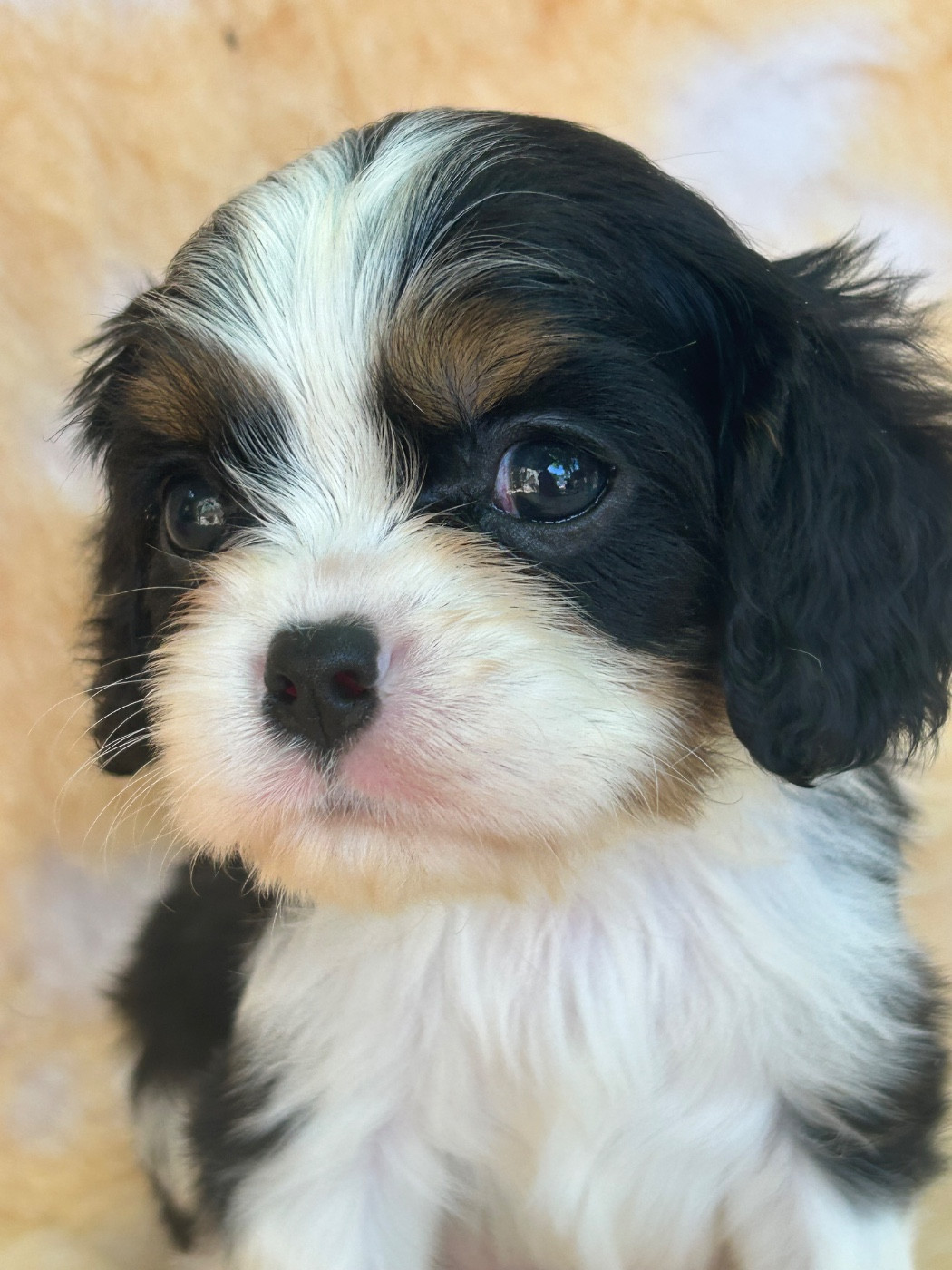 D'ysatis - Chiots disponibles - Cavalier King Charles Spaniel