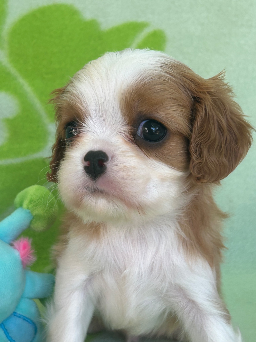 D'ysatis - Chiots disponibles - Cavalier King Charles Spaniel