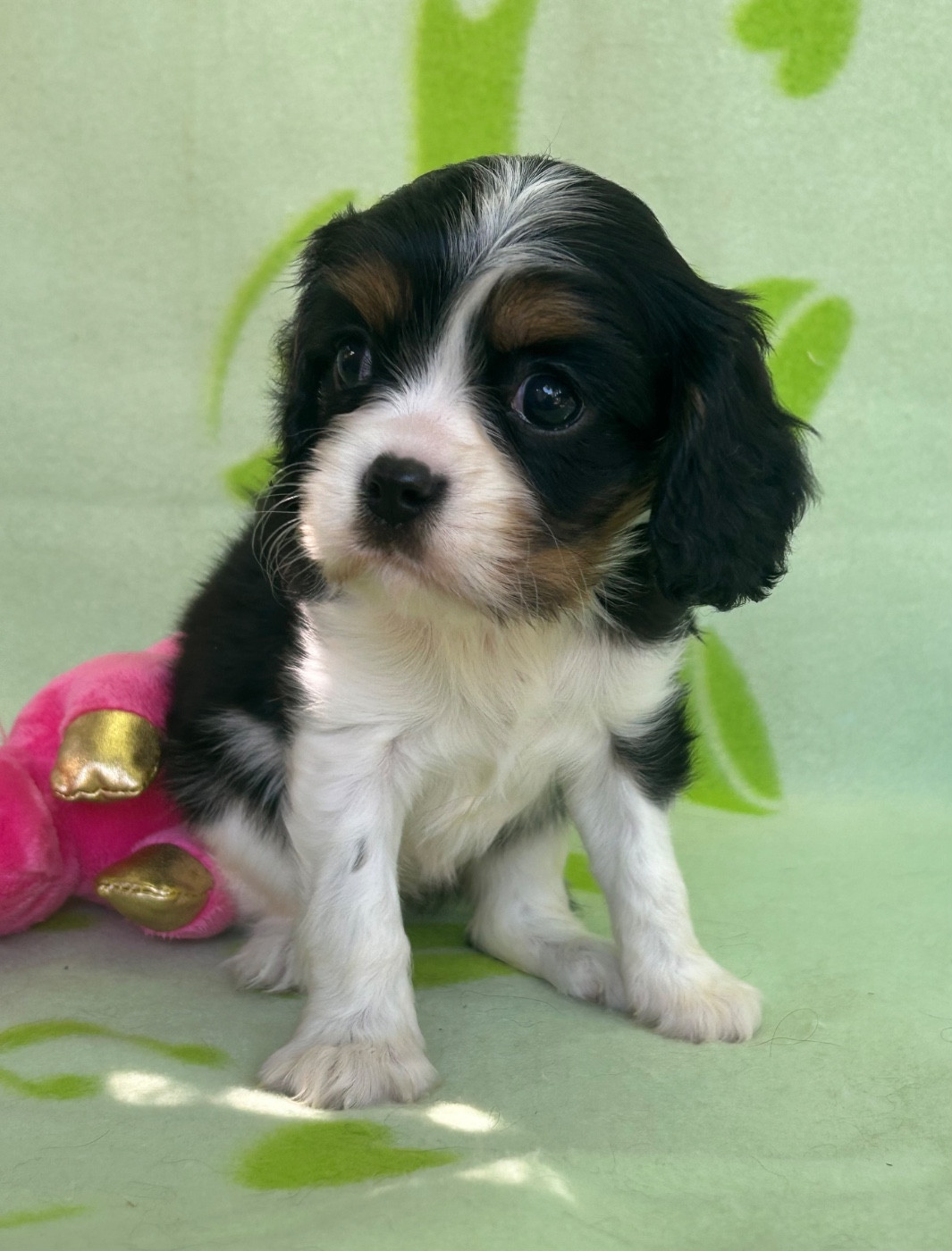 D'ysatis - Chiots disponibles - Cavalier King Charles Spaniel