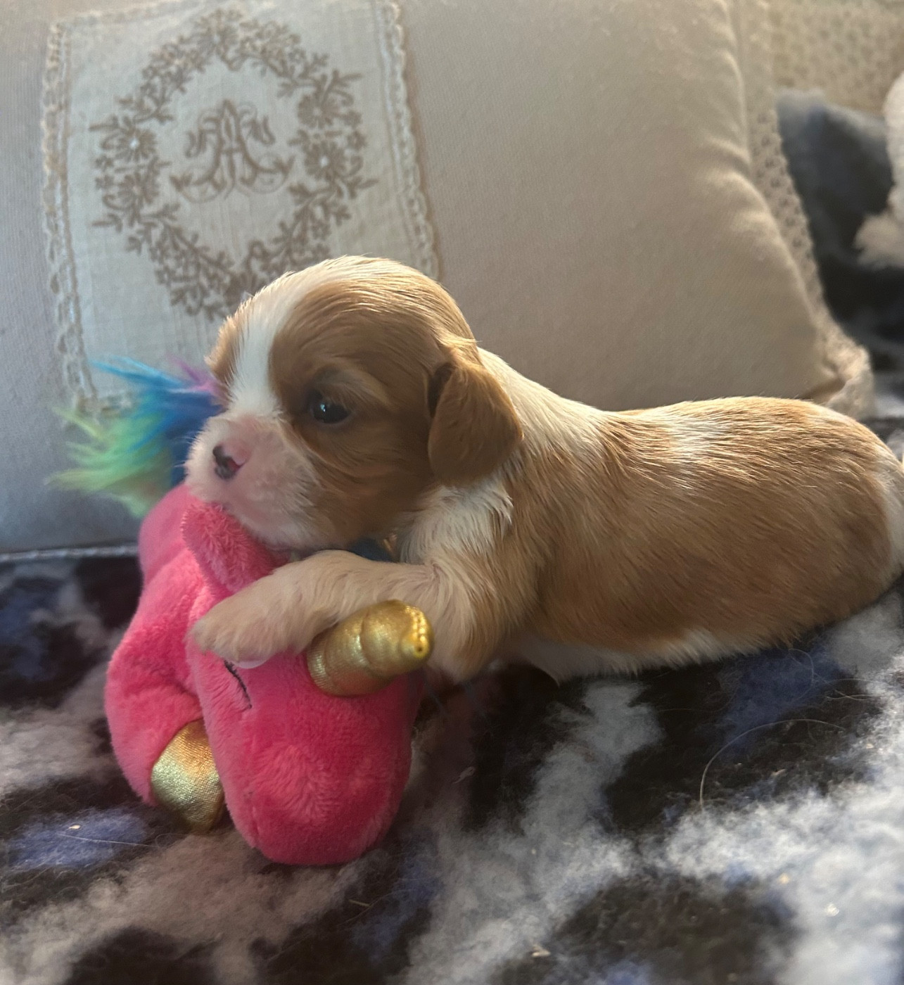 D'ysatis - Chiots disponibles - Cavalier King Charles Spaniel