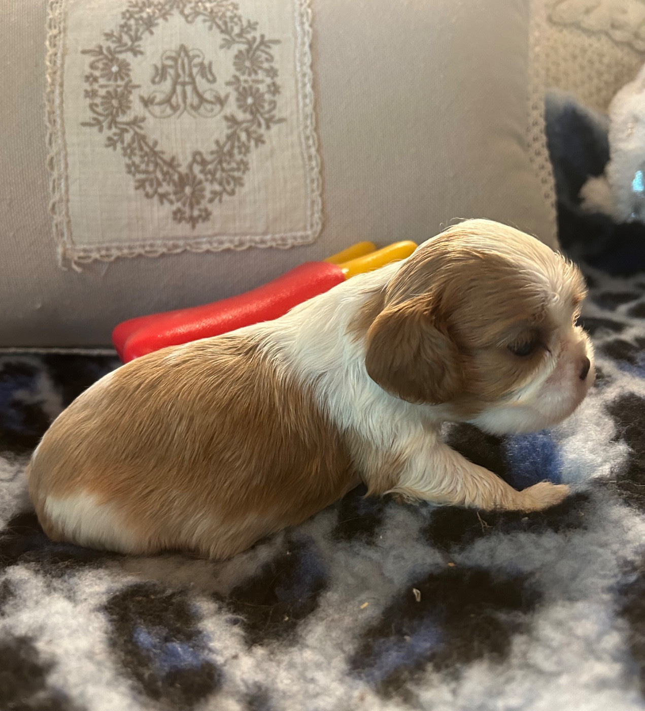 D'ysatis - Chiots disponibles - Cavalier King Charles Spaniel