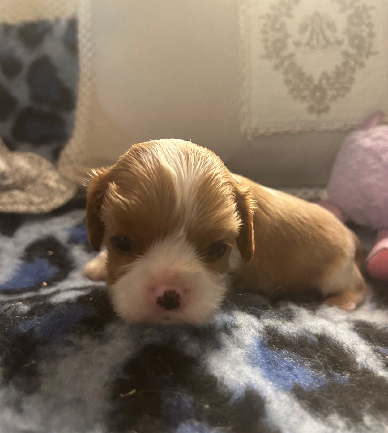 D'ysatis - Chiots disponibles - Cavalier King Charles Spaniel