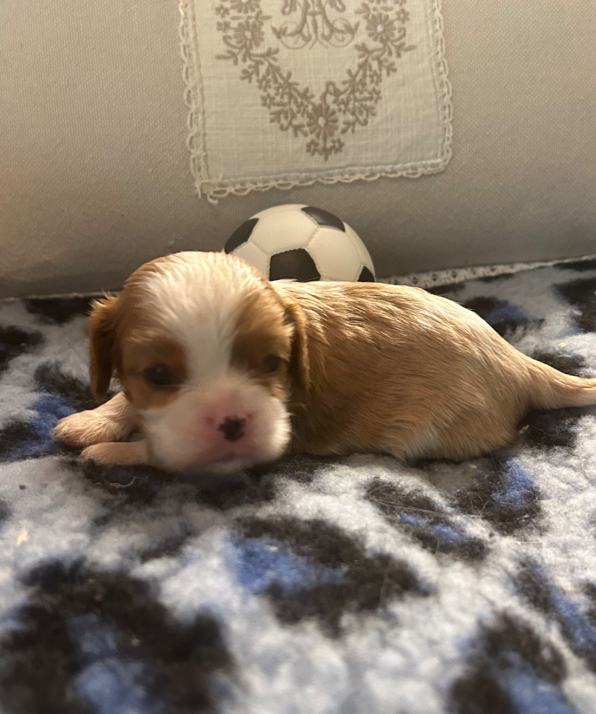 D'ysatis - Chiots disponibles - Cavalier King Charles Spaniel