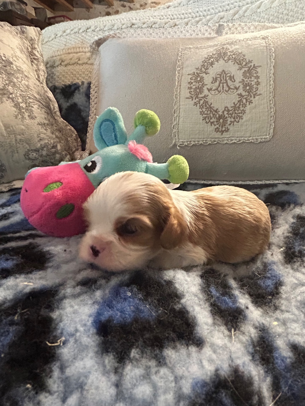 D'ysatis - Chiots disponibles - Cavalier King Charles Spaniel