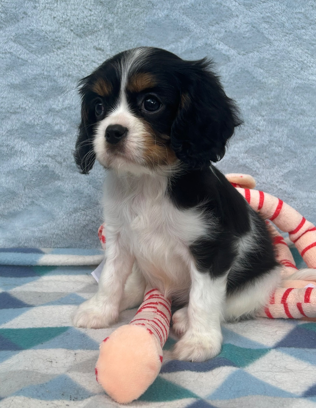 D'ysatis - Chiots disponibles - Cavalier King Charles Spaniel