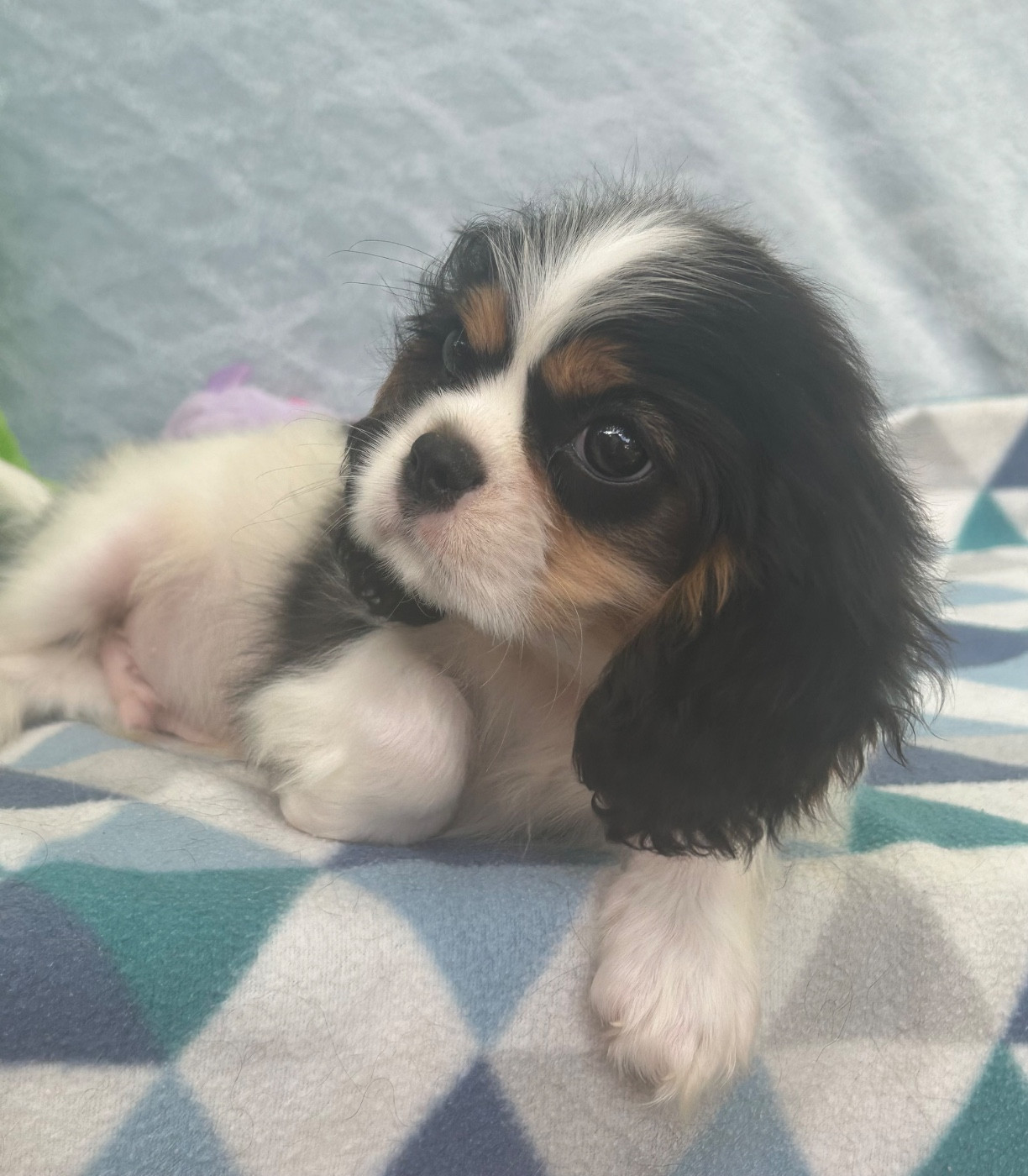 D'ysatis - Chiots disponibles - Cavalier King Charles Spaniel