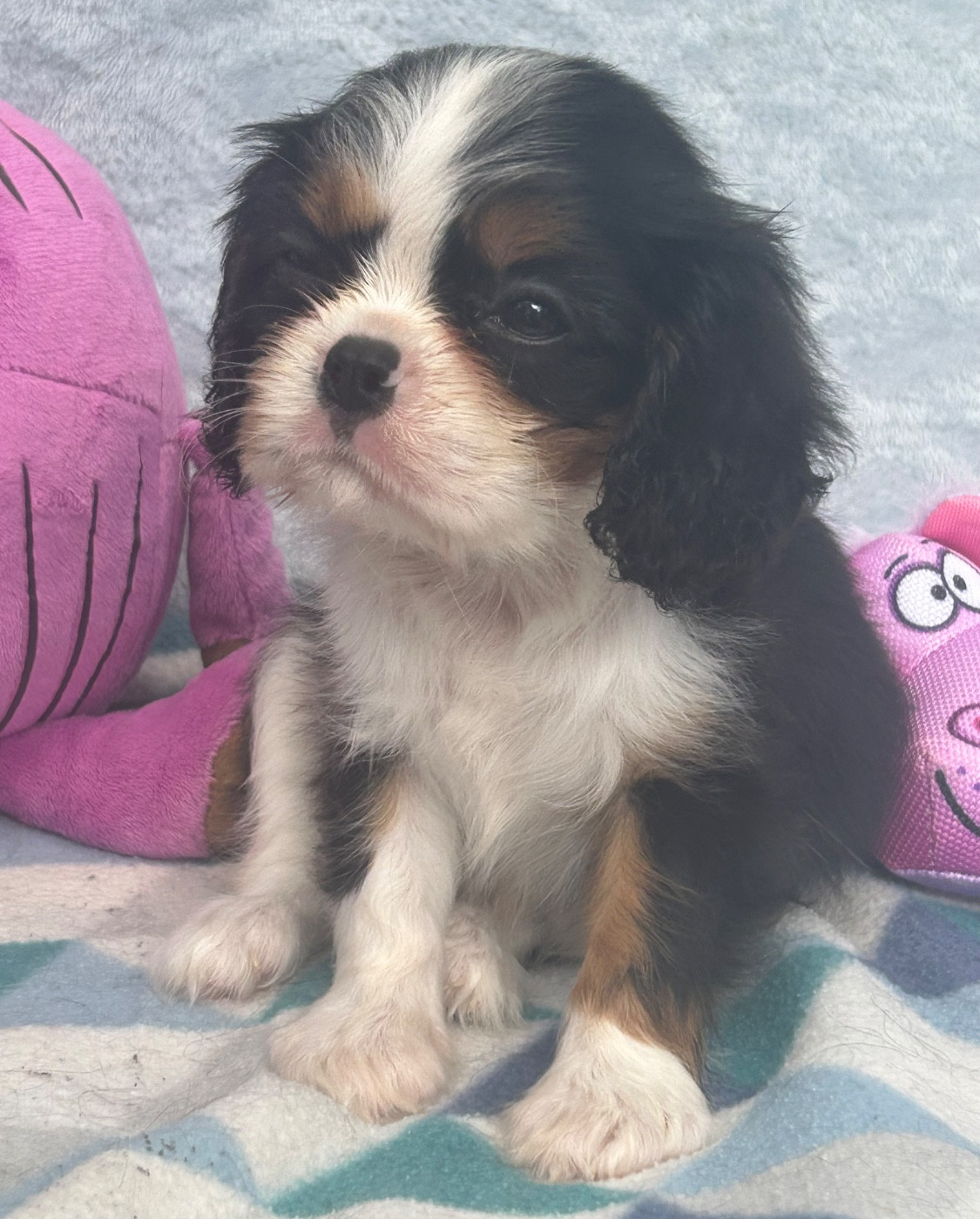 D'ysatis - Chiots disponibles - Cavalier King Charles Spaniel
