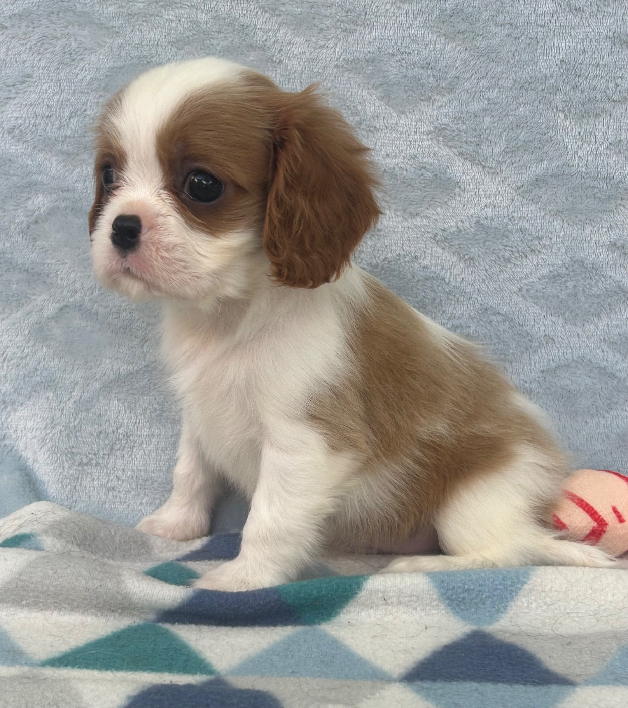 D'ysatis - Chiots disponibles - Cavalier King Charles Spaniel
