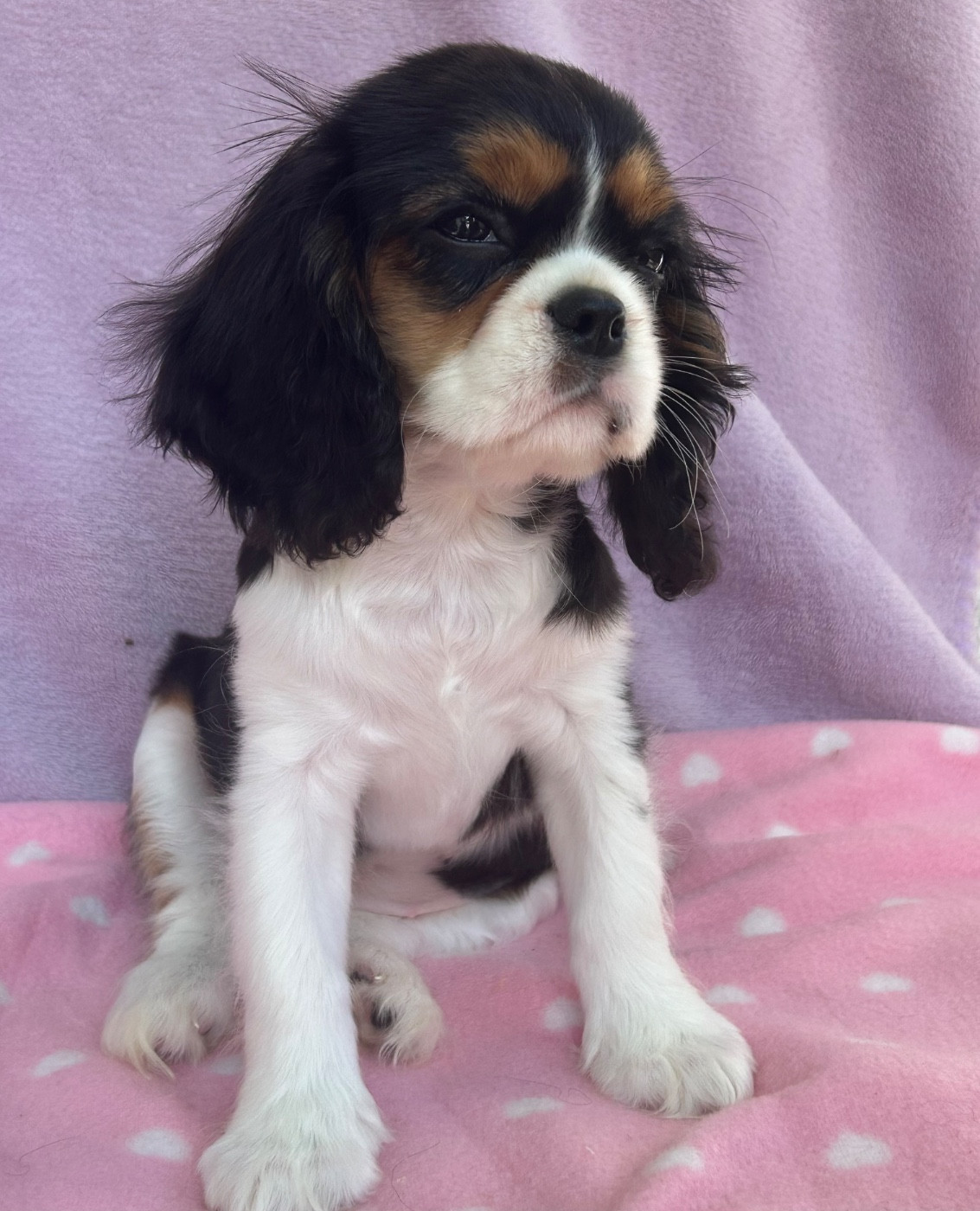 D'ysatis - Chiots disponibles - Cavalier King Charles Spaniel