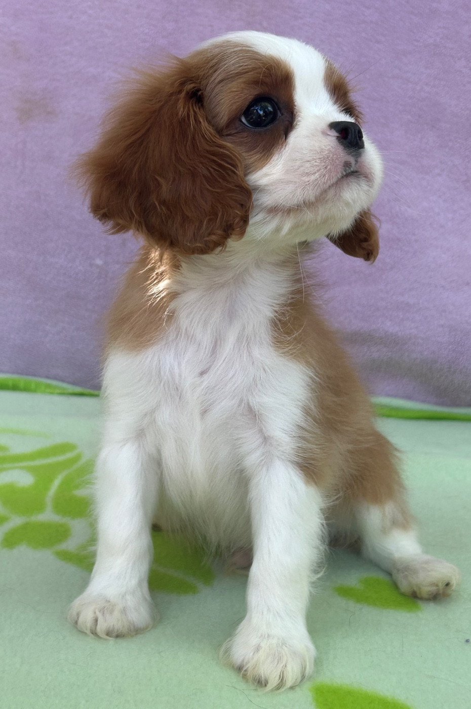 D'ysatis - Chiots disponibles - Cavalier King Charles Spaniel