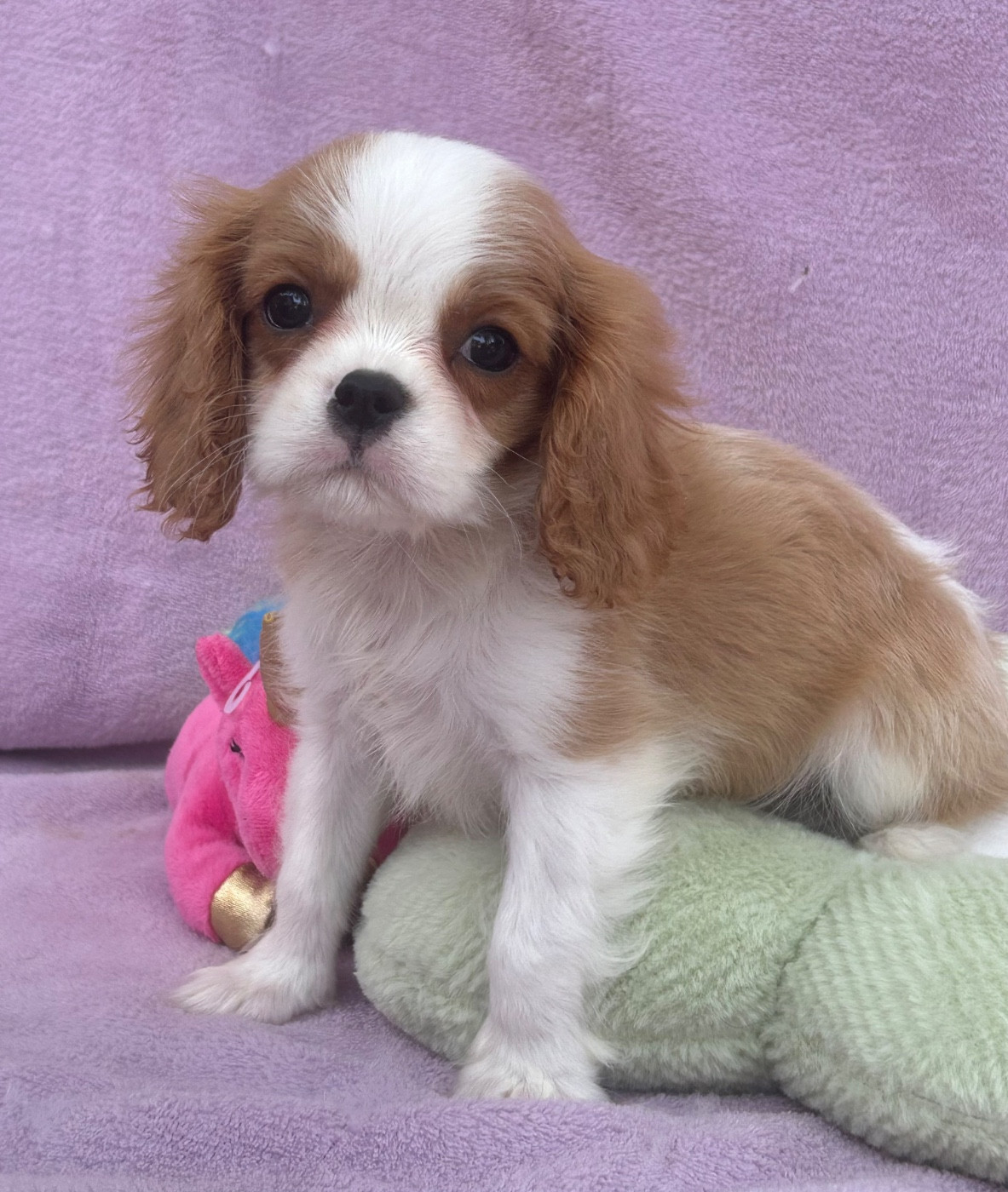D'ysatis - Chiots disponibles - Cavalier King Charles Spaniel