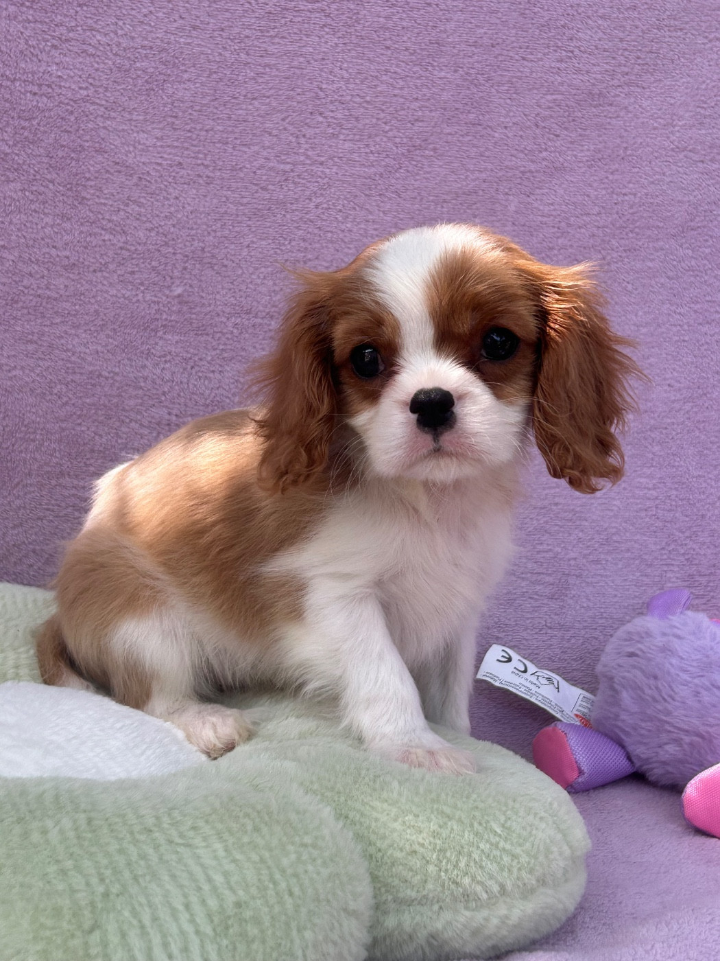 D'ysatis - Chiots disponibles - Cavalier King Charles Spaniel