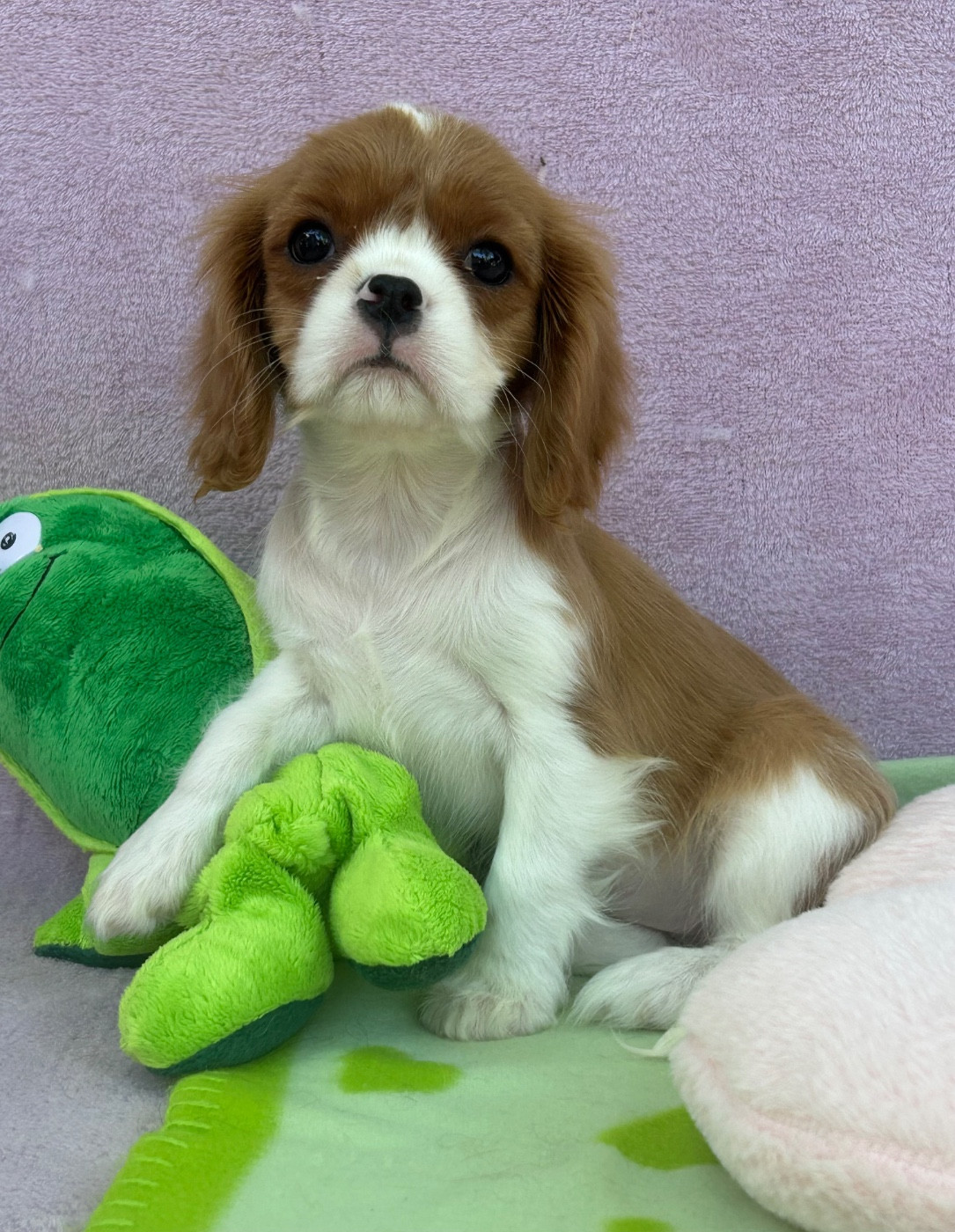 D'ysatis - Chiots disponibles - Cavalier King Charles Spaniel